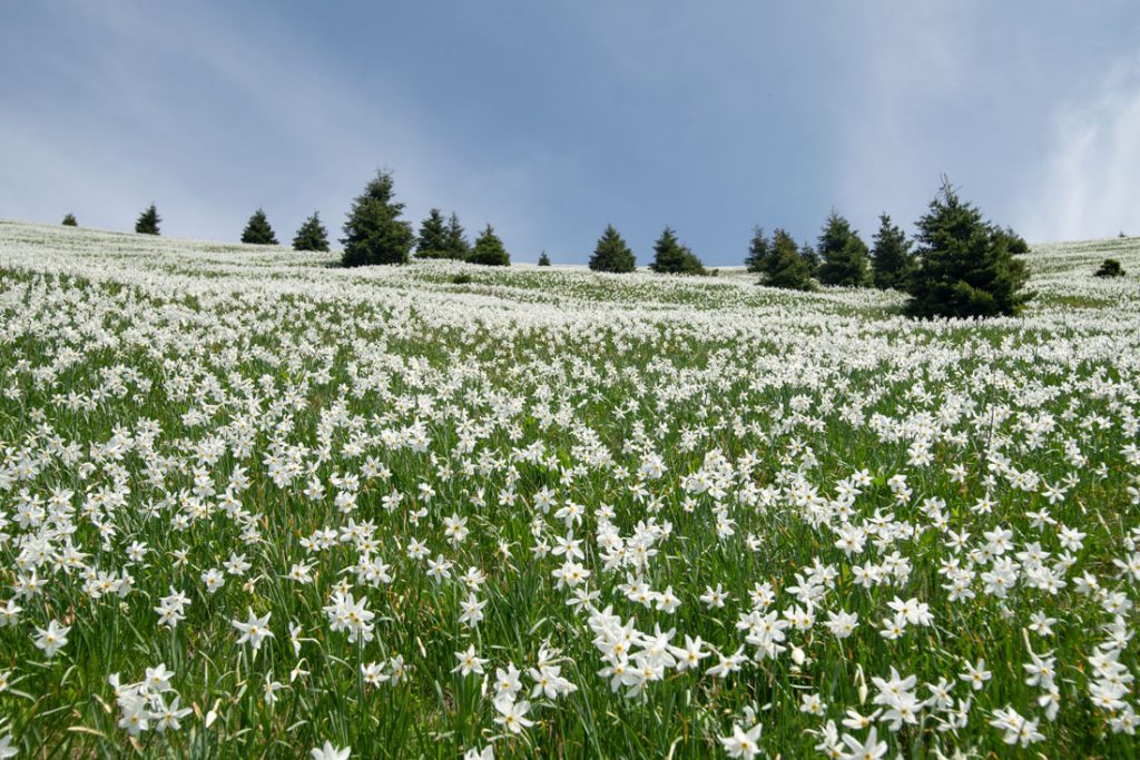 Golica, 24.05.2026